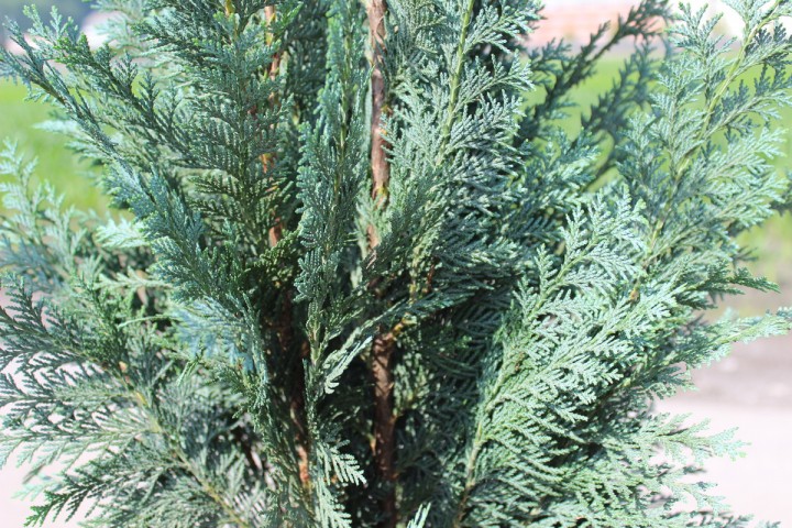 Кипарисовик лавсона Колумнарис